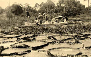 Lagoon of Victoria Regia lilies